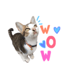 猫 neko neko（個別スタンプ：5）