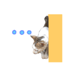 猫 neko neko（個別スタンプ：6）