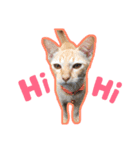 猫 neko neko（個別スタンプ：8）