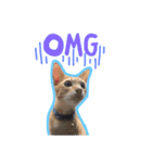 猫 neko neko（個別スタンプ：10）