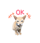 猫 neko neko（個別スタンプ：11）