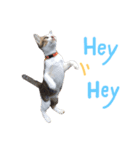 猫 neko neko（個別スタンプ：12）
