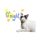 猫 neko neko（個別スタンプ：14）