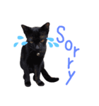 猫 neko neko（個別スタンプ：15）