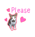 猫 neko neko（個別スタンプ：16）