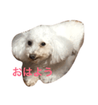 ゆるゆるなわんこたち（個別スタンプ：1）