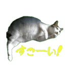 ラトとタリタのラブリースタンプ 01（個別スタンプ：6）