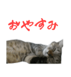 ラトとタリタのラブリースタンプ 01（個別スタンプ：7）