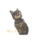 人間に行動が似てる猫（個別スタンプ：1）