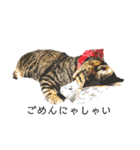人間に行動が似てる猫（個別スタンプ：2）