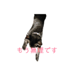 人間に行動が似てる猫（個別スタンプ：3）