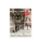 人間に行動が似てる猫（個別スタンプ：5）