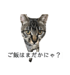 人間に行動が似てる猫（個別スタンプ：6）