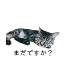 人間に行動が似てる猫（個別スタンプ：7）