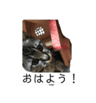 人間に行動が似てる猫（個別スタンプ：8）