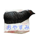 人間に行動が似てる猫（個別スタンプ：9）