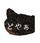 人間に行動が似てる猫（個別スタンプ：10）