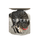 人間に行動が似てる猫（個別スタンプ：11）
