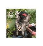 人間に行動が似てる猫（個別スタンプ：13）