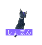 人間に行動が似てる猫（個別スタンプ：14）