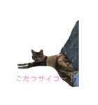 人間に行動が似てる猫（個別スタンプ：15）