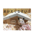 ハムスターで会話（個別スタンプ：1）