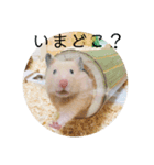 ハムスターで会話（個別スタンプ：2）