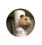 ハムスターで会話（個別スタンプ：5）