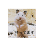 ハムスターで会話（個別スタンプ：6）
