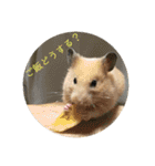 ハムスターで会話（個別スタンプ：7）