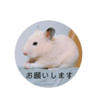 ハムスターで会話（個別スタンプ：8）