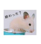 ハムスターで会話（個別スタンプ：9）