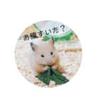 ハムスターで会話（個別スタンプ：11）