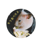 ハムスターで会話（個別スタンプ：12）