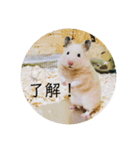 ハムスターで会話（個別スタンプ：13）