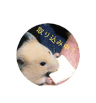 ハムスターで会話（個別スタンプ：14）