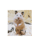 ハムスターで会話（個別スタンプ：16）