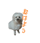 笠井家のワンコ（個別スタンプ：3）