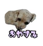 笠井家のワンコ（個別スタンプ：6）