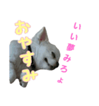 笠井家のワンコ（個別スタンプ：7）