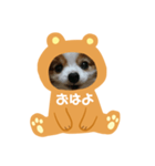 愛犬スタンプ生活2（個別スタンプ：1）