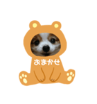 愛犬スタンプ生活2（個別スタンプ：12）