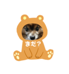 愛犬スタンプ生活2（個別スタンプ：33）