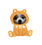 愛犬スタンプ生活2（個別スタンプ：36）