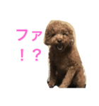どうぶつがすき（個別スタンプ：6）