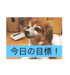 こころ日和第2弾（個別スタンプ：16）