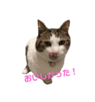 マンチカンのくぅスタンプ（個別スタンプ：2）
