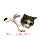 マンチカンのくぅスタンプ（個別スタンプ：5）