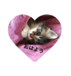 我が家の愉快なテン＆Q（個別スタンプ：5）