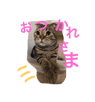 スコティッシュゴールド つつじ（個別スタンプ：1）